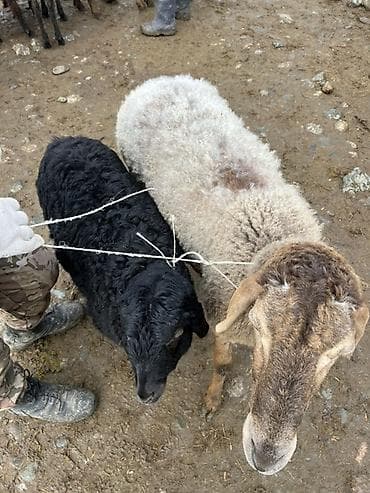 гусиные яйцо: Продаю | Овца (самка), Ягненок | Для разведения — 5