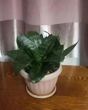 Драцены и Сансевиерии: Сансевиерия Ханни (Sansevieria Hahnii) в горшке - Компактная — 2