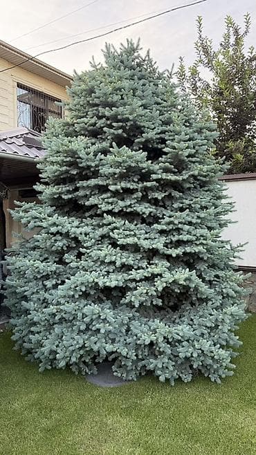 куплю голубой ель: Ель голубая (Picea pungens Glauca) — крупное декоративное хвойное — 1