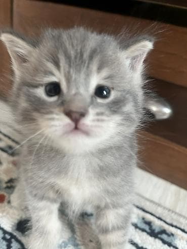 дом кошка: Британская короткошёрстная, 2 месяца, Мальчик, Серый — 1