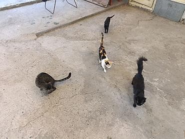 Котята и молодые кошки крысоловы. Отлично подойдут для дома, дачи at lalafo.kg Котята и молодые кошки крысоловы. Отлично подойдут для дома, дачи