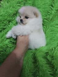 ит машка: Шпиц, 2 месяца, Самка, С прививкой, С родословной — 2