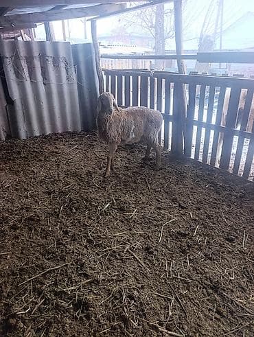 шведская корова: Продаю | Овца (самка) | На забой | Матка — 4