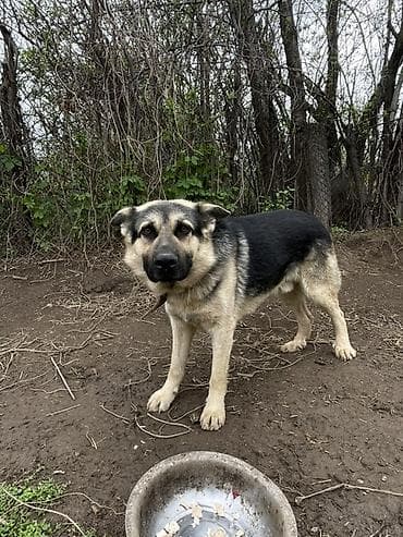 палевый брама: Немецкая овчарка, кобель. Классический чепрачный окрас: черная спина — 5
