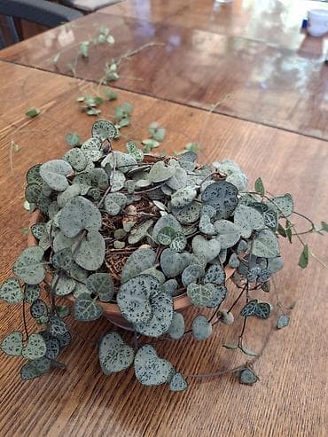 бумажная лоза: Церопегия Вуди (Ceropegia woodii), «цепочка сердец» — ампельное — 1