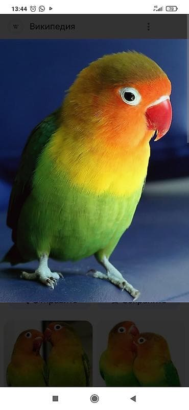 А/ч жаныбарлары үчүн тоюттар: Продаю две пары птиц. Пара бриллиантовых горлиц, они маленькие 15 см с — 2