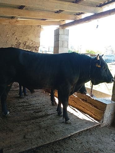 прост ат: Продаю | Бык (самец) | На откорм | Привязанные — 1