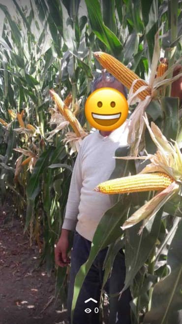 Дрова: Продаю семена кукурузы оригинал! Китайськая !!! Все сертификаты — 4