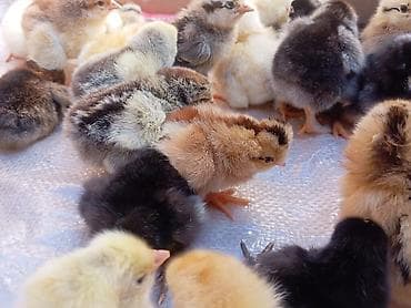 Продаю | Цыплята