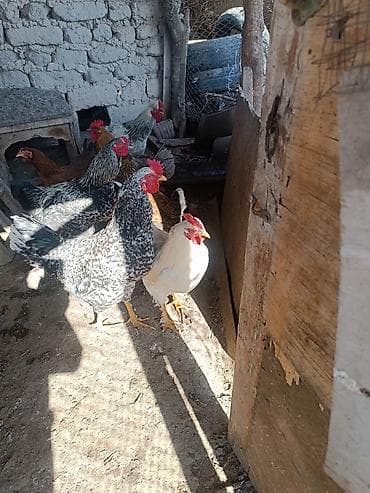 брудер для кур: Продаю | Куры | Домашняя | Несушки — 1