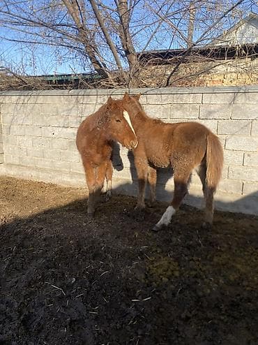 сколько стоит жеребёнок лошади: Продаю | Жеребенок | Полукровка | Рабочий — 4