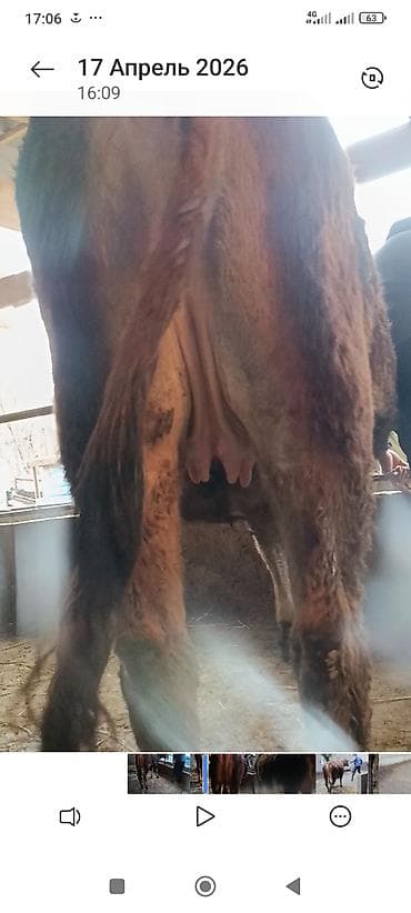 кара джигач: Продаю | Корова (самка) | Полукровка | Для молока — 4