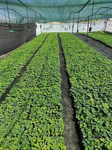 аквариум в бишкеке: Возьму заказ на подготовку рассаду клубники Альбион, сажаю в — 5