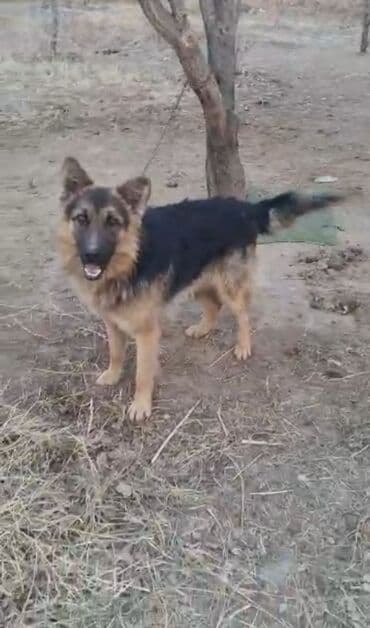 отдам щенка в хорошие руки бишкек: Овчарка, 1 год, Самец, С прививкой — 2