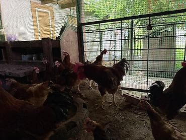 гнезда для птиц: Продаю | Куры, Петух — 6