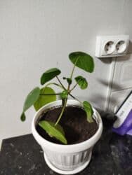 растения для аквариума: Комнатные растения цветущие и декоративные распродажа. находимся в — 23