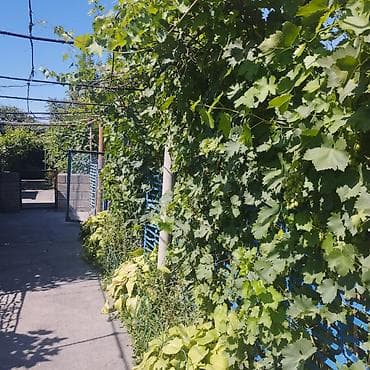 ежемалину: Продается дом с участком и баней, село пригородное Пригородное — 2