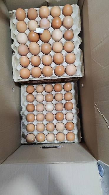 Башка жаныбарлар: Инкубационные услуги на савремном оборудование инкубируем для — 6