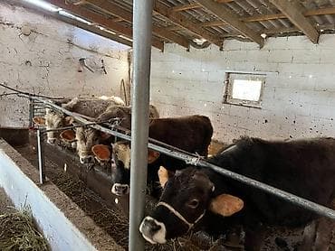 корм для хомяка: Продаю | Бык (самец) | Швицкая — 4