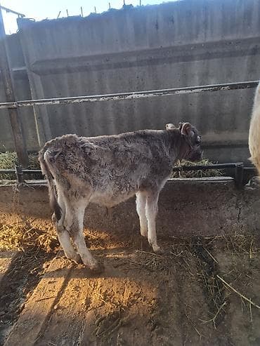 якутские: Продаю | Музоо, торпок | Швицкая | На откорм — 2