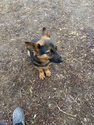 Овчарка, 4 месяца, Самец