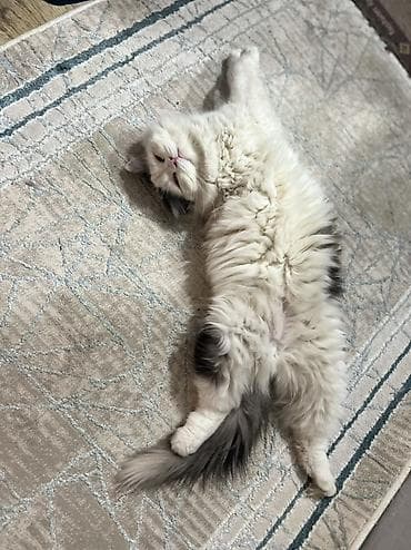 большие кошки: 1 год, Мальчик, Белый, Кастрирована, Приучена к лотку — 2