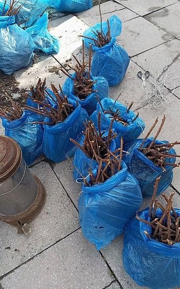 баткен мебел: 🍓 Малина сорт «Полька» — ремонтантная, крупная, сладкая! Сорт: Полька — 2