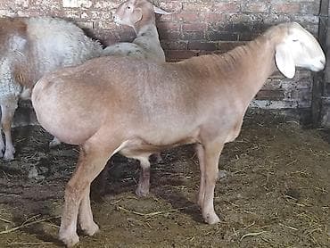 шотландская кошка бишкек: Продаю | Баран (самец) | Для разведения | Племенные, Осеменитель — 3