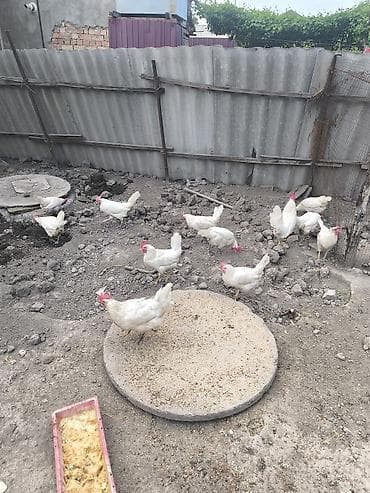 утки индоутки: Продаю | Куры | Леггорн | Несушки — 4