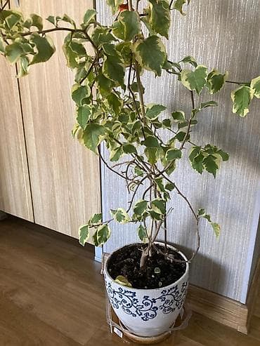 Комнатные растения в декоративных керамических кашпо. 1) Пёстрая