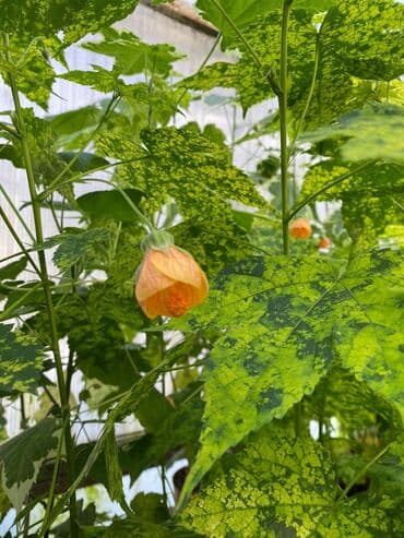 багеты бишкек: Абутулионы — 10