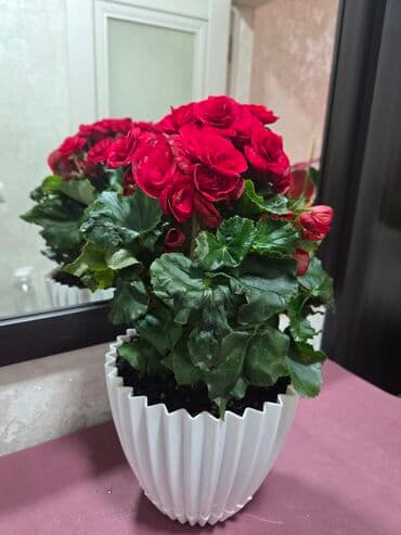 кастрюля большая: Спатифиллум (Spathiphyllum) в декоративном кашпо - Крупный, густой — 8