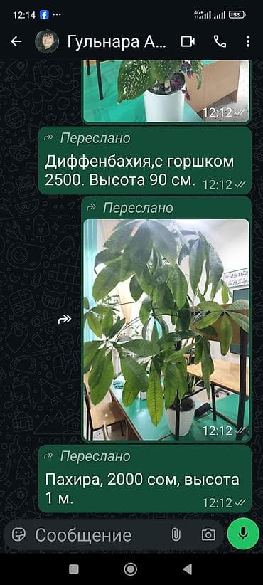 Комнатные растения: 1) Диффенбахия в декоративном горшке - Высота: 90 at lalafo.kg Комнатные растения: 1) Диффенбахия в декоративном горшке - Высота: 90