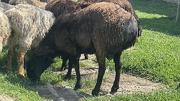 кавказ овчарка: Продаю | Овца (самка), Баран (самец) | Для разведения — 1