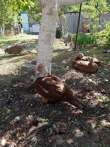 Мускусные утки (индоутки), шоколадный окрас. - Порода: мускусная