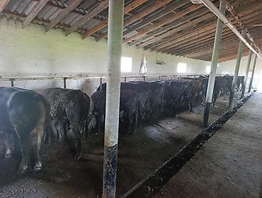 сельскохозяйственные животные продажа: Продаю | Бык (самец) | На откорм | Привязанные — 4