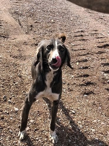 отдам даром попугая жако: Собака даром: 9 месяцев, Самка — 2