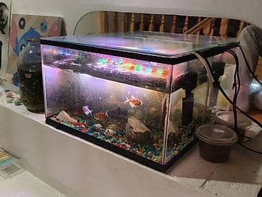 аквару: Аквариумный комплект для домашних рыб. +6 шт.с рыбкой - — 1