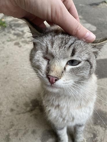 Животные: Котик остался без хозяйки, в основном находится на улице! В прошлом он — 2