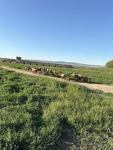 машинка для стрижек овец: Продаю | Овца (самка) | Для разведения — 2