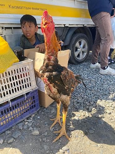 уй сатып алам бишкек: Сатам | Короздор | Тебиштирүүчү | Көбөйтүү үчүн — 4