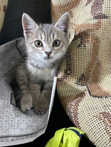 отдам животных в хорошие руки: Котёнок серо-полосатого окраса (табби). Крупные уши, выразительные — 2