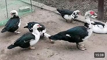 Зоотовары: Мускусные утки (индоутки), разный окрас: черный, черно-белый — 2