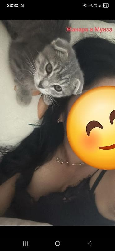 кекилик бишкек: Мышык бекер берилет: Скотиш Фолд (Шотландиялык шалпаң кулак), Ургаачы — 4