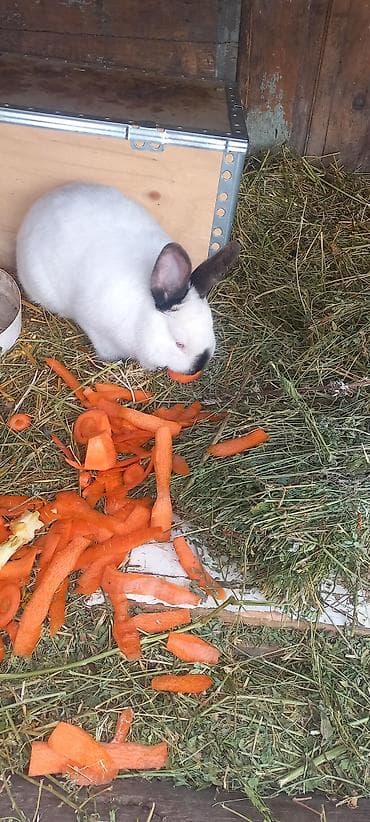хвойные и декоративные растения: Кролик декоративный, окрас белый с темными отметинами на мордочке и — 3