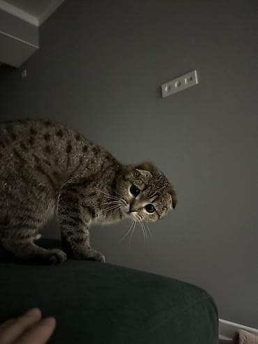 Кошки: Скотиш Фолд (Шотландская вислоухая), 11 месяцев, Девочка, Приучена к лотку — 3