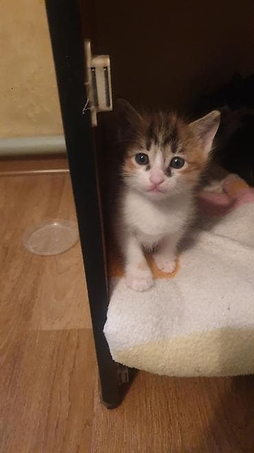 кошки британский: 1 месяц, Девочка — 1