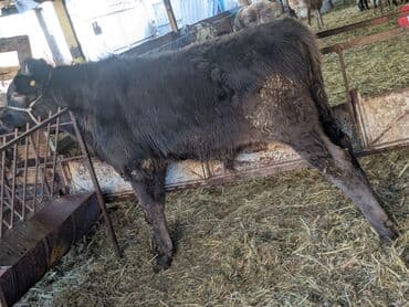 бычки ангусы: Продаю | Бык (самец) | Швицкая | На откорм — 1