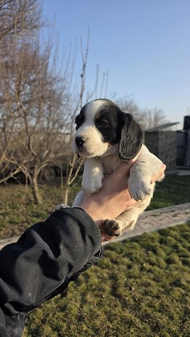 собаки породистые: Щенки спаниеля, несколько окрасов (рыже-белый, шоколадно-белый — 4