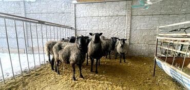 шотландская вислоухая кошка цена бишкек: Продаю | Овца (самка), Ягненок, Баран (самец) | Гиссарская, Арашан, Романовская | Для разведения, Для шерсти | Племенные, Котные, Осеменитель — 4